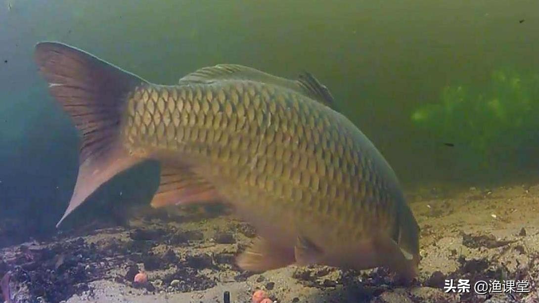 钓鱼怎么清除水底障碍物,钓鱼如何应对河底水草