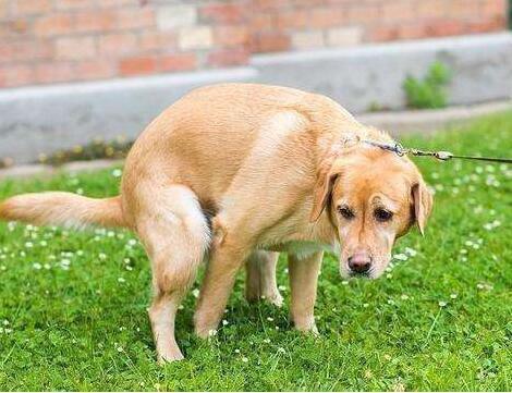 为什么狗狗便便后后腿蹬地,为什么狗狗排便前喜欢转圈圈