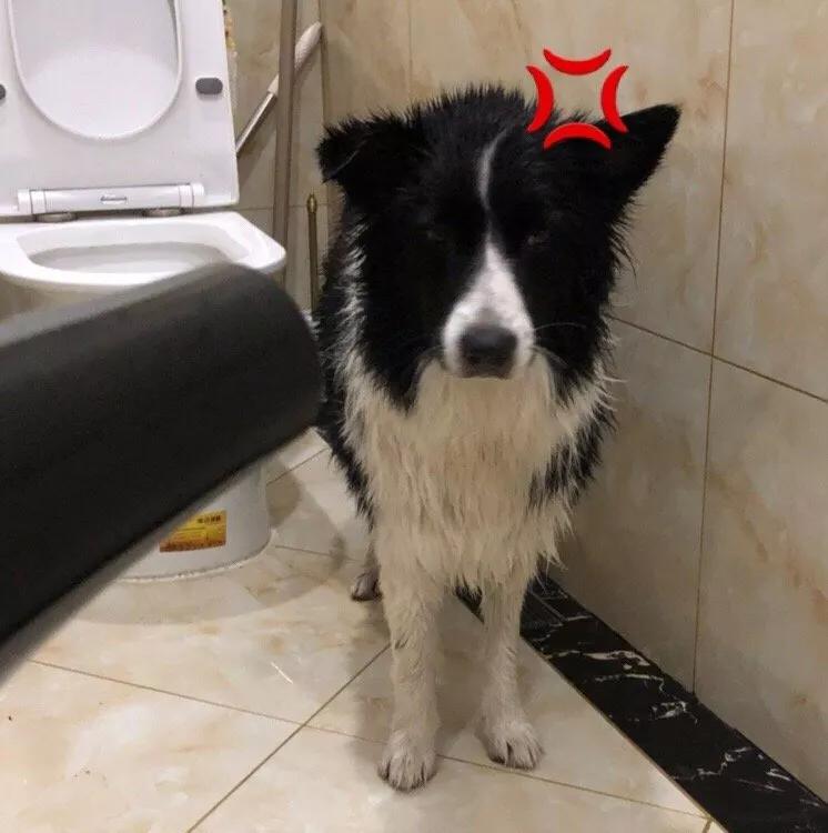 铲屎的都是因为啥和狗吵架，原谅我笑出了声