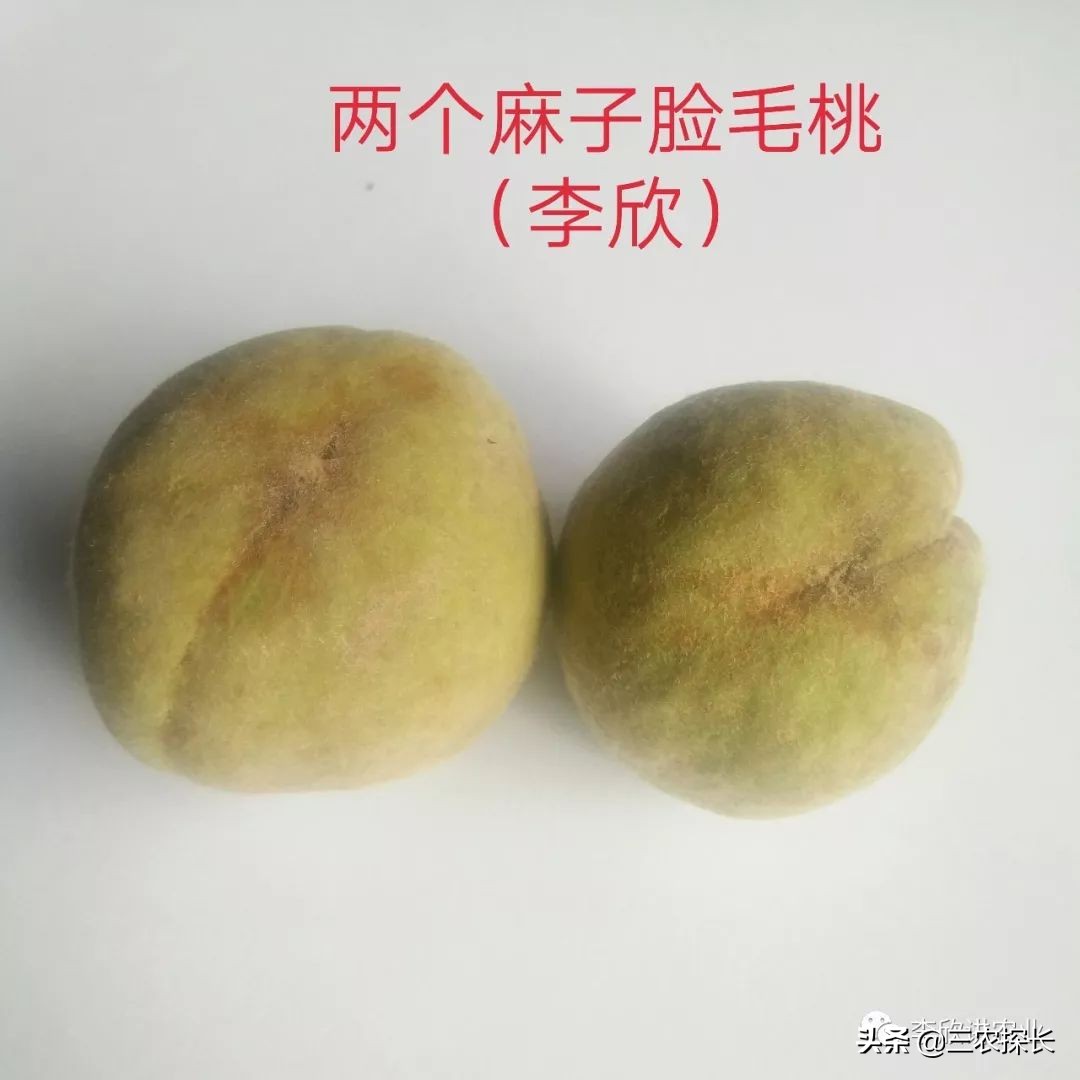 毛桃引起的过敏怎么处理,毛桃变黑是坏了吗