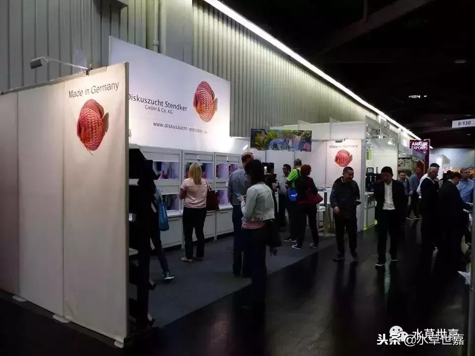 七彩神仙鱼水族箱布景,七彩神仙鱼苗繁殖技术