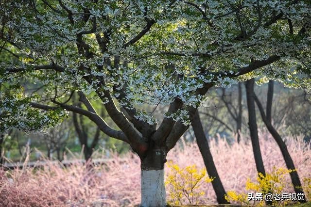 浪漫樱花校园,浪漫樱花视频