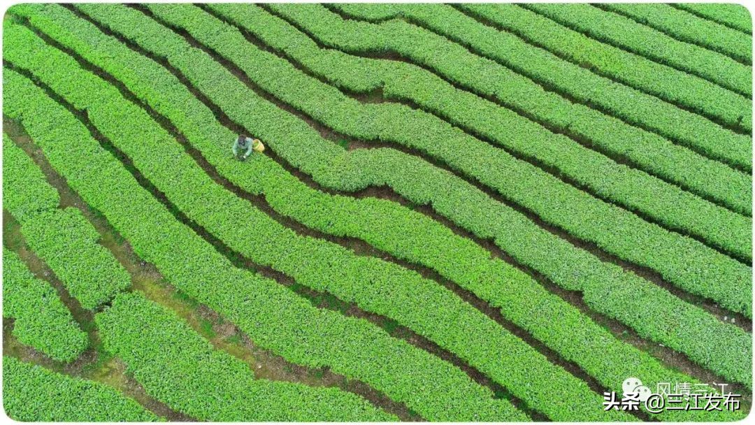 三江金奖茶,中国早春第一茶三江茶