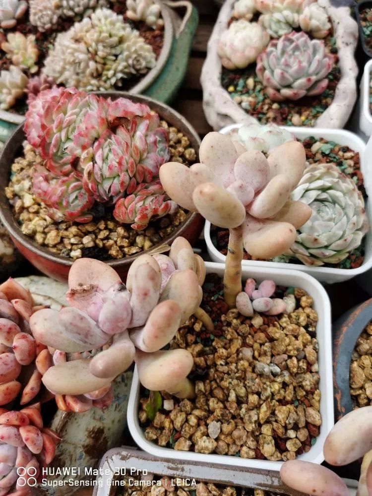 冬日如何更好地养多肉,冬天可以户外养护的多肉