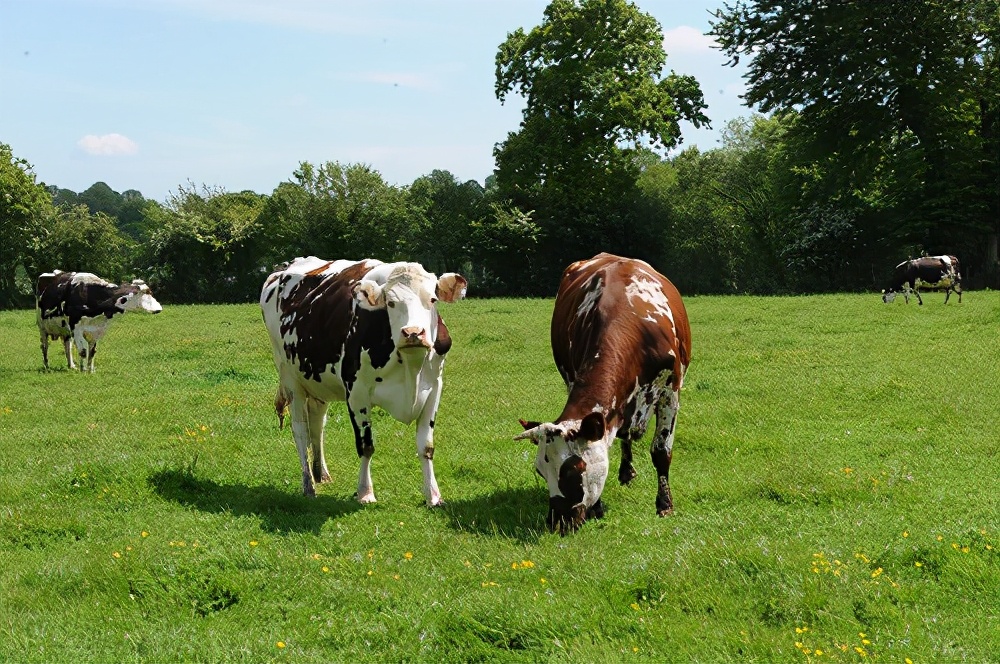 法国百年牛奶品牌“诺芒底1905”登陆中国