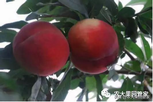 种植新品种果树苗一手货源,各种新品种果树苗木一手货源