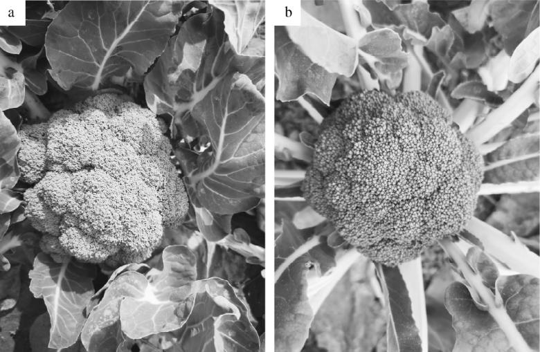 西兰花露地越冬,北方露地越冬西兰花品种