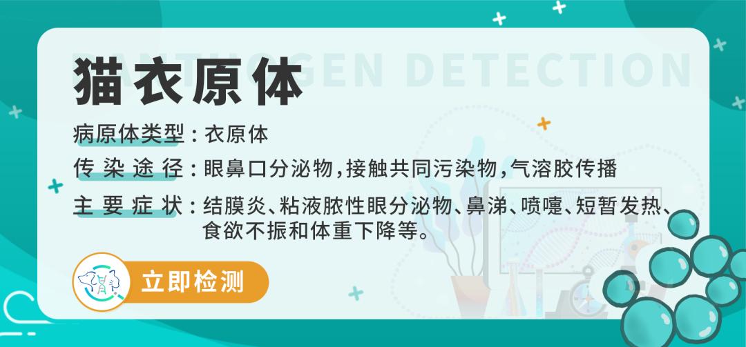 怀孕的母猫得猫瘟没流产,怀孕母猫得了猫鼻支会流产么