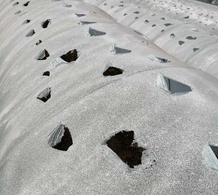 高温天气可以给姜苗覆土吗,高温暴晒天气预警