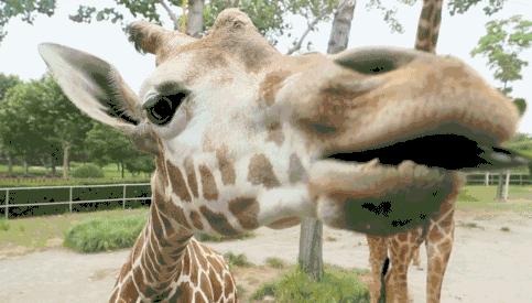 长颈鹿的繁殖过程有多奇特,长颈鹿的繁殖系统怎么样