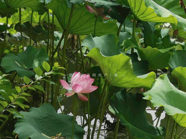 扬州的老城区有什么好玩的,老城区新增商业