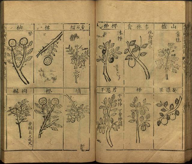 本草纲目中插图是李时珍画的吗,本草纲目李时珍插图