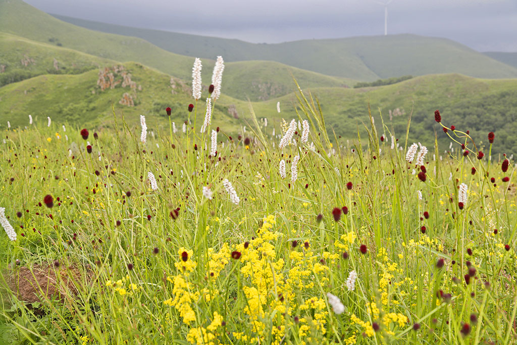 河北承德坝上草原京北第一草原,京北第一草原和坝上草原嘉年华