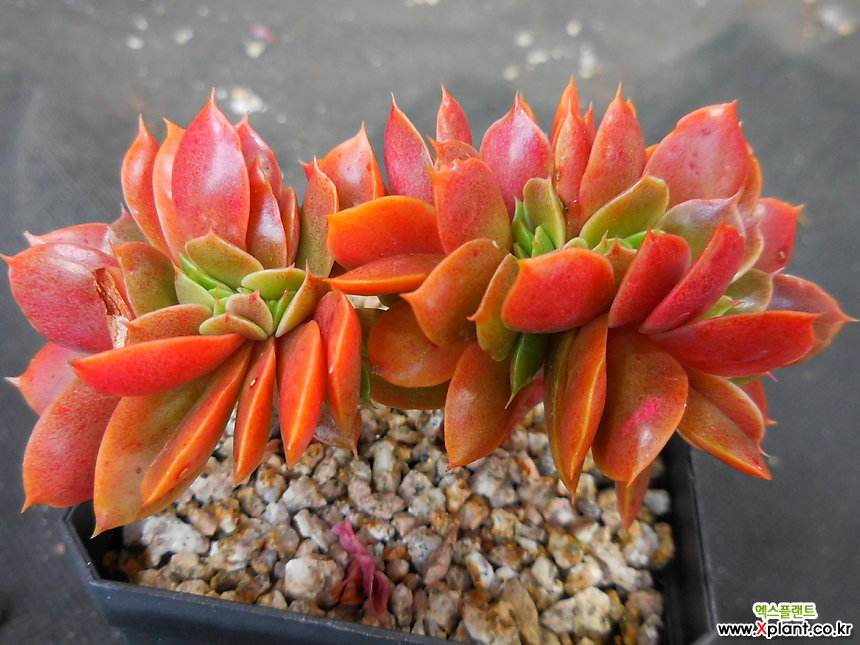 100种常见多肉植物图鉴收藏,1000种多肉植物图鉴及名字