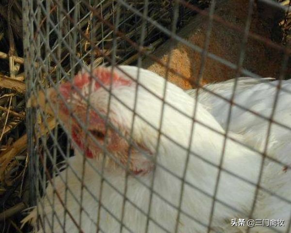 鸡痘疫苗1毫升能刺多少只鸡,鸡痘疫苗可以跟什么疫苗同时做