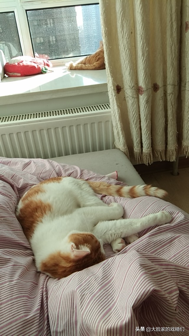 你这样的白橘猫，叫我怎能不爱？