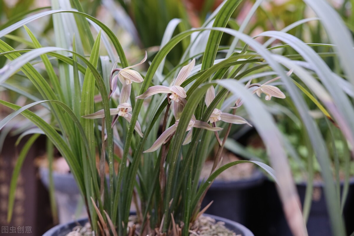 兰花养得好看,兰花养哪种好看还好养