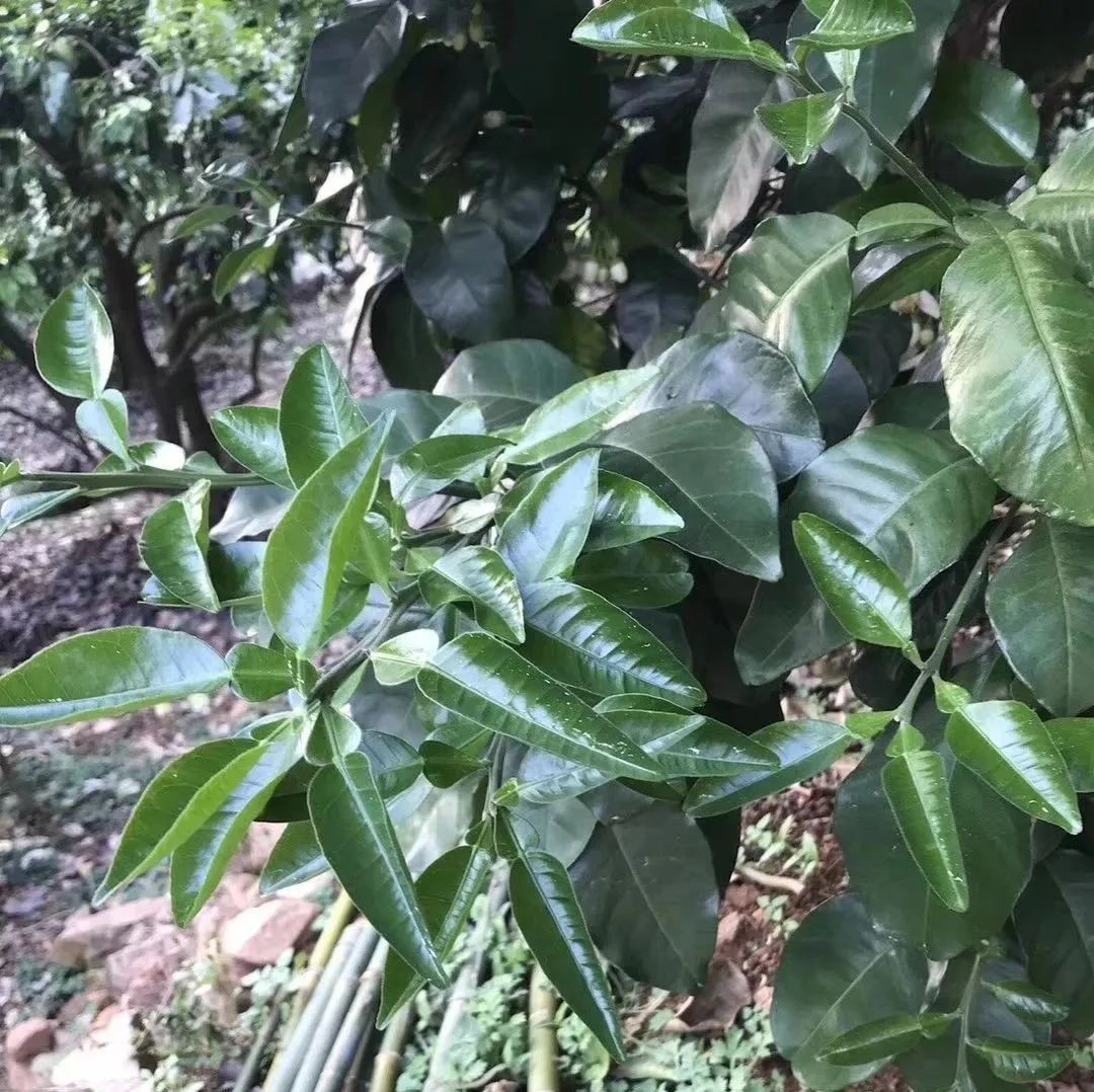 有机菌肥哪个品牌最好,有机菌肥多少钱一袋