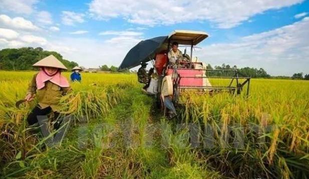 越南情况详细分析,越南真实最新实拍视频