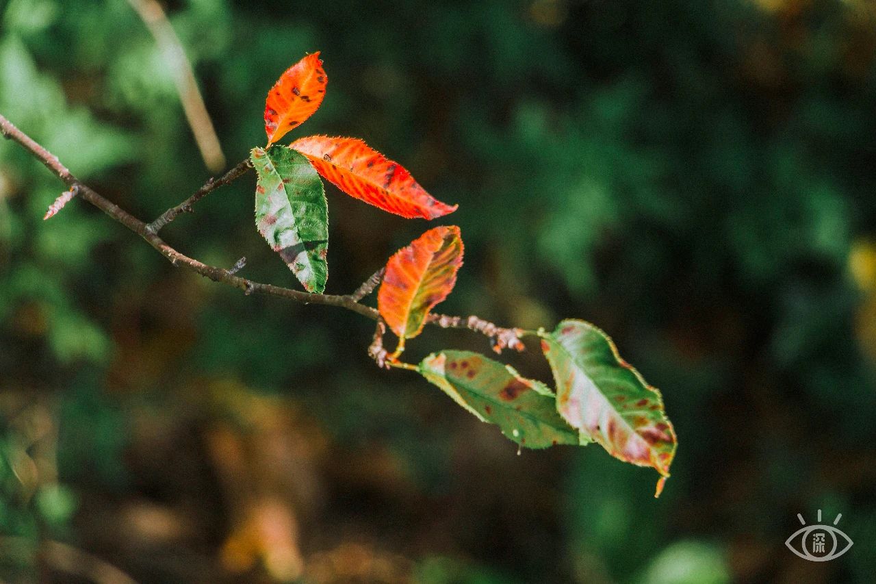 深圳各区最美的地方,深圳6个绝美地方