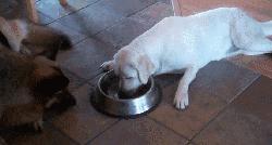 拉布拉多好养吗优缺点有哪些,金毛和拉布拉多串串优缺点