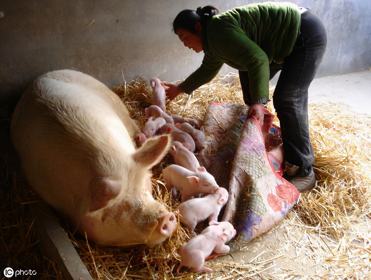 母猪没奶水怎么才能快速下奶,哺乳期母猪不吃食一招解决方法