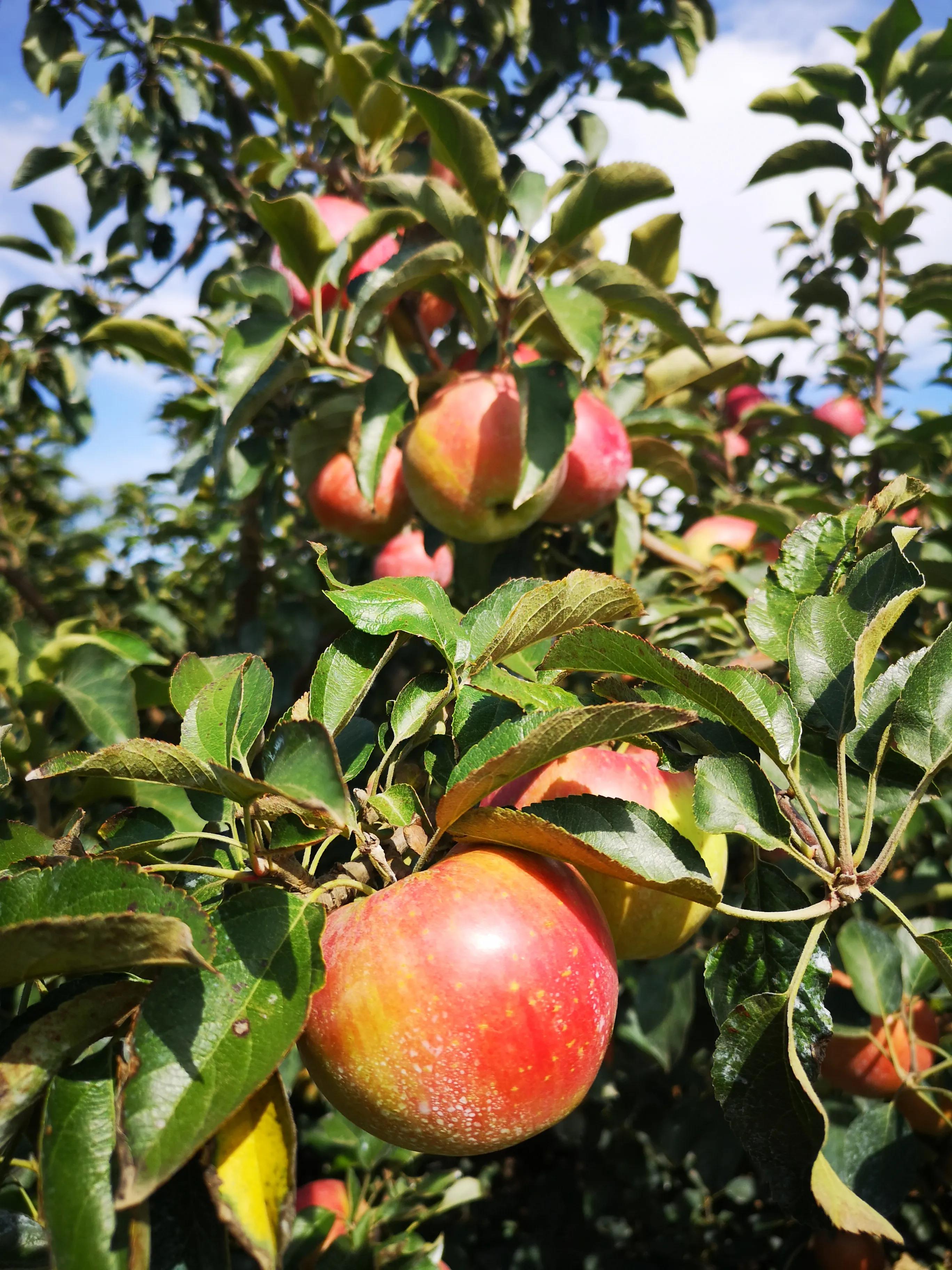 大连国光苹果批发价,大连国光苹果