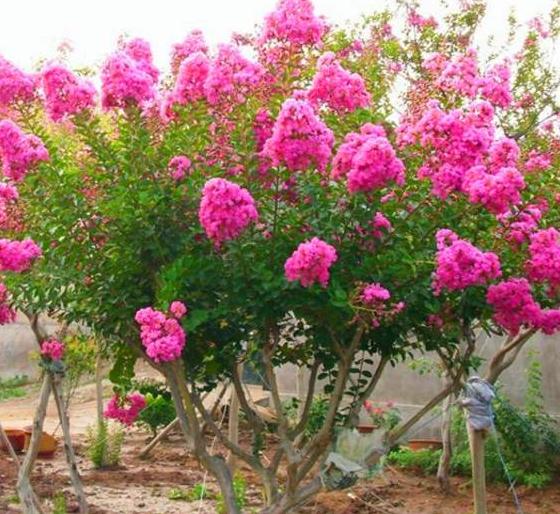 吴家洞村的苗木上开出致富花，还带领村民致富，村民年入百万