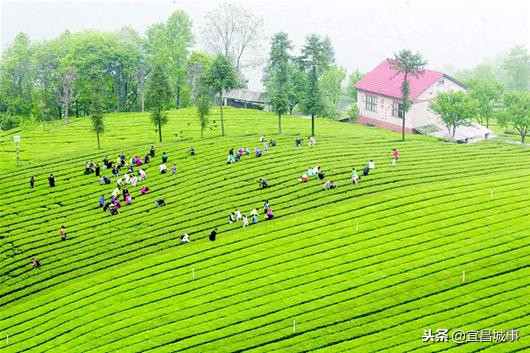 五峰青岗岭茶园旅游,五峰春季旅游攻略