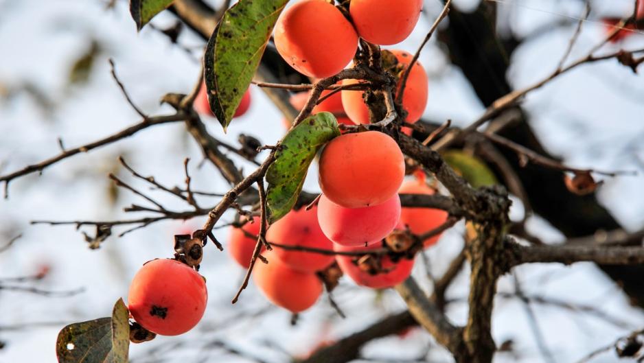 描写柿子的七绝古诗词,描写柿子的优美古诗词名句