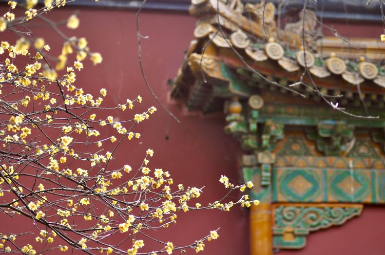 不惧严寒,不惧严寒静待春暖花开