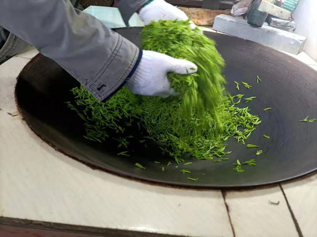 苏州东山碧螺春品尝,高端苏州洞庭山碧螺春