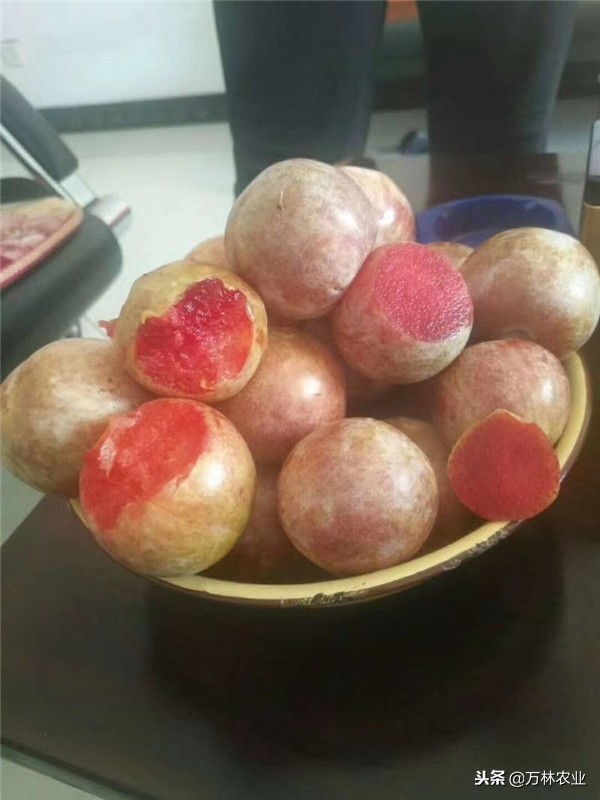 李子苗新品种恐龙蛋,恐龙蛋李子树苗适合湘南种植吗