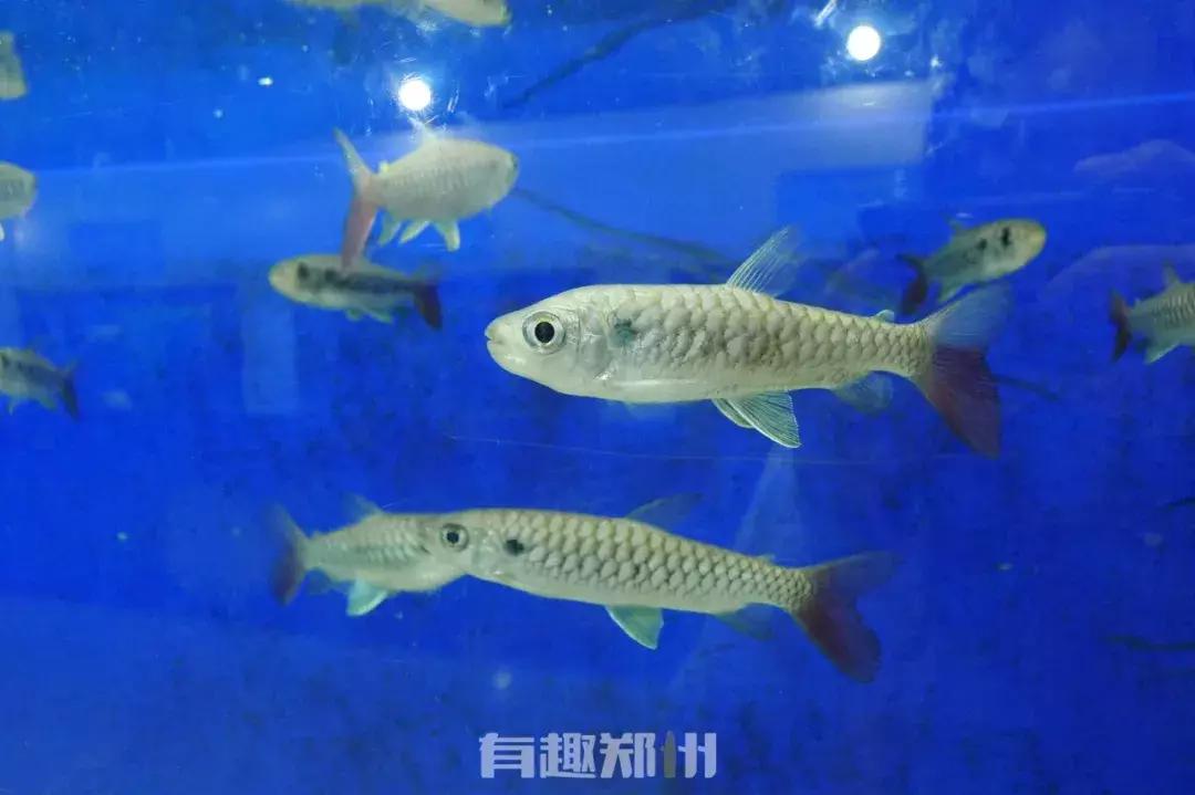 郑州市动物园开放,郑州市动物园什么时候去合适