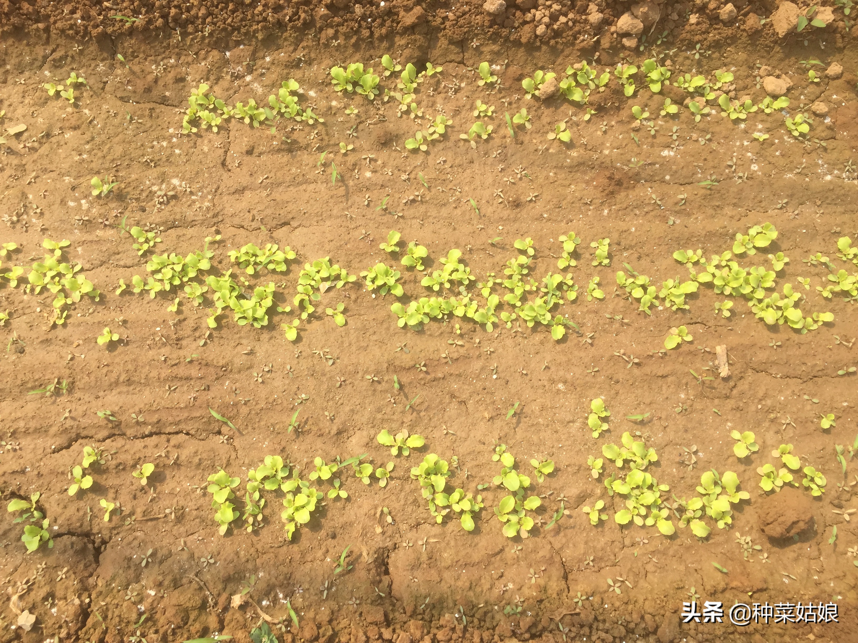 种菜小苗又细又长怎么处理,种菜出苗太多怎么办