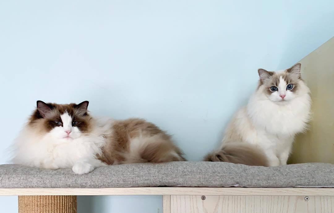 猫咪便秘吃益生菌多久可以见效,解决猫咪便秘的最佳方法