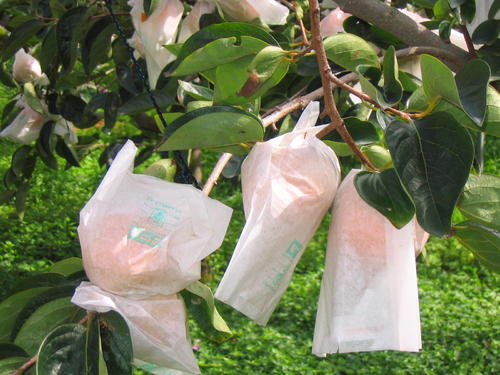 苹果套袋有讲究，何时套袋最适宜，进来看看不吃亏