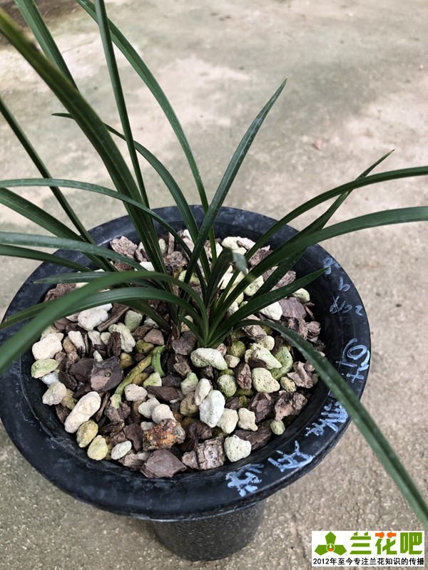 兰花上盆注意事项有哪些,兰花护盆草选择