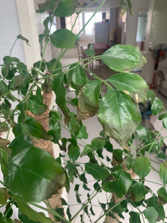 幸福树叶子发黄干枯落叶怎么补救,幸福树叶子发黄怎么养护