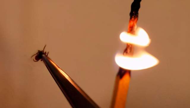 孩子被蜱虫幼虫咬了有事吗,小孩被蜱虫叮咬后怎么处理