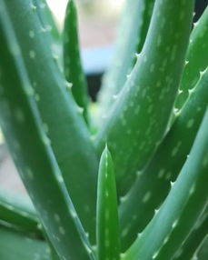 养护芦荟做到这几点，你的芦荟照样可以开出漂亮的花朵！