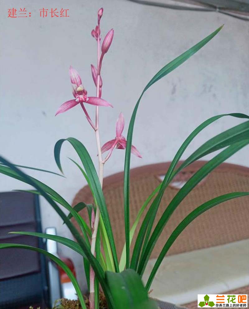 夏季兰花怎么养才能养好,夏季养兰3大浇水禁忌需牢记