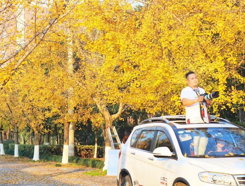 温州茶山大学城的银杏林变黄了，相约一起拍美照吧