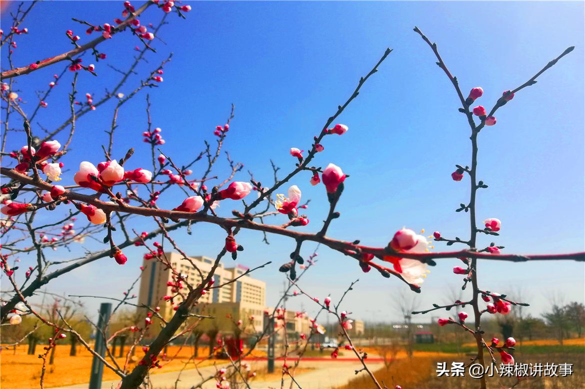 鏈辫开鍜岃但鏈殑鏁呬簨,璧湰鏈辫开