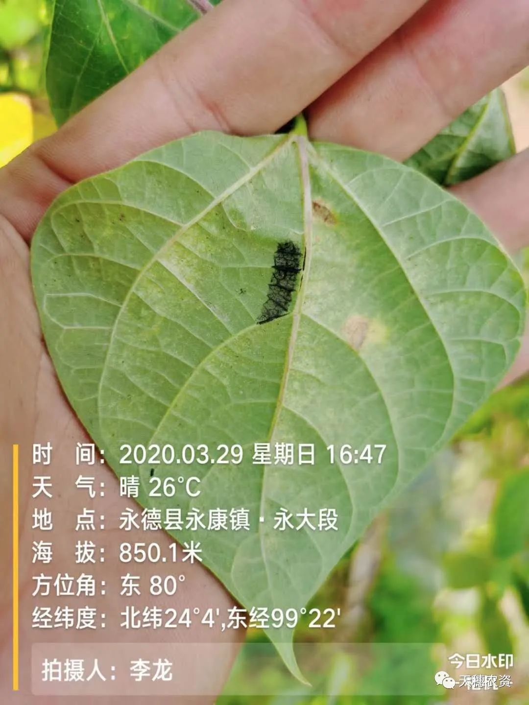 猎护杀虫剂打虫吗,猎护农药