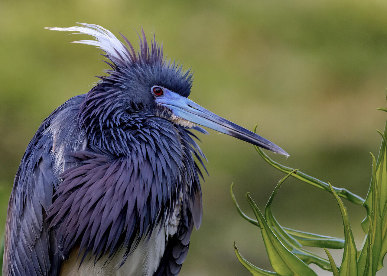 缇庡浘娆ｈ祻鍚儏鑴夎剦,缇庡浘ai娣峰壀