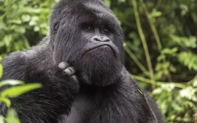 跟它们相比,人类的“*生活性**”无聊至极