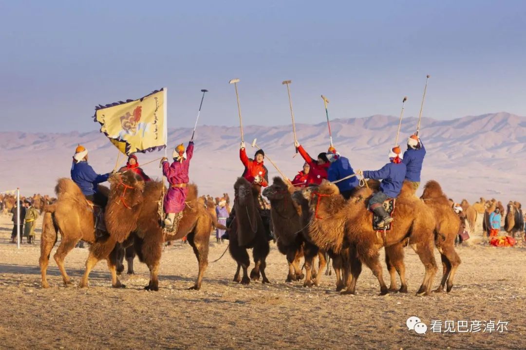 戈壁红驼，乌拉特草原上的珍珠