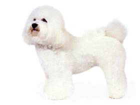 聪明的小宠物狗都有哪些品种,哪种宠物狗最聪明听话又好养