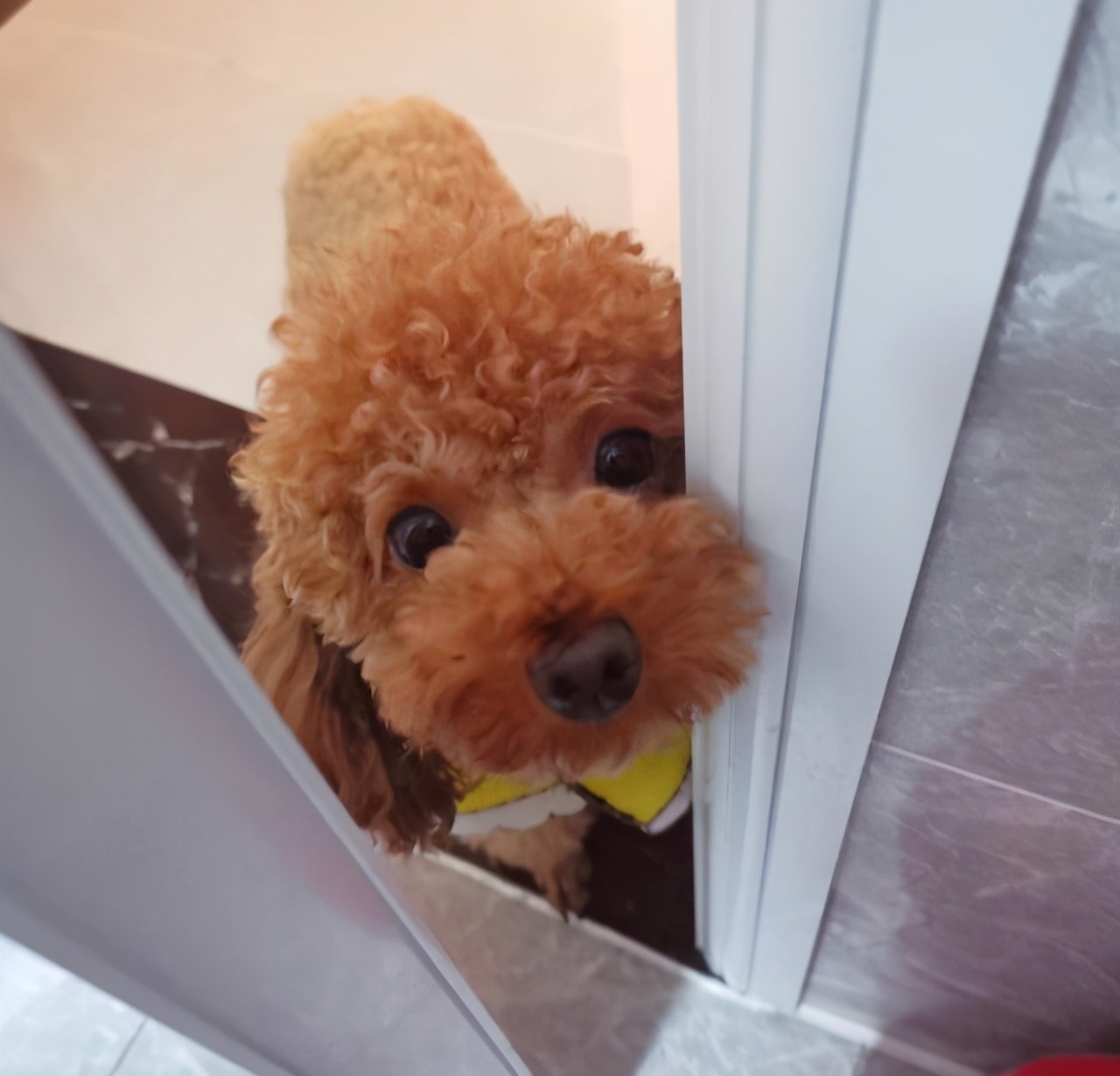 泰迪狗为什么特别黏人,泰迪犬怎么可以和它相处融洽